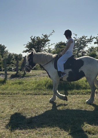 Ridehold - Letøvet/øvet - Klik for at tilmelde dig