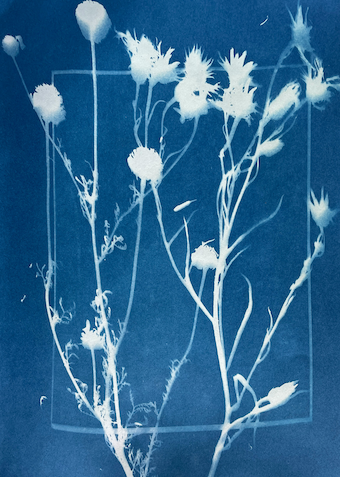 Kunst - Cyanotypi - Klik for at tilmelde dig